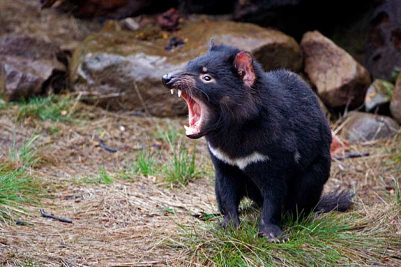 Tasmanian-Devil-2 (1)